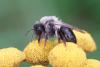 Andrena vaga